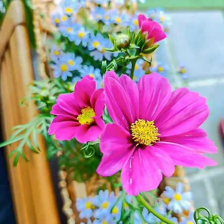 Fabron Et De Luxe Avec Piscine Апартаменты